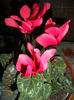 cyclamen parfumat