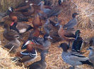 IMG-20131201-00039
