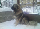 BRUNO