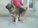 BRUNO