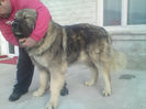 BRUNO