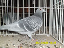 SAM_0736