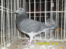 SAM_0737