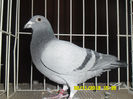 SAM_0741