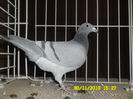 SAM_0743