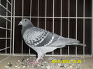 SAM_0745
