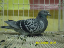 SAM_0775