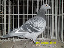 SAM_0796