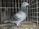 SAM_0797