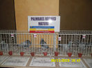 SAM_0799