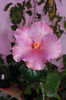 hibiscus Blue Toy