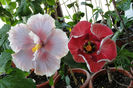 hibiscus Timeless Treasure si hibiscus Dragons Breath
