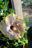 hibiscus Creole Lady