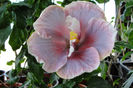 hibiscus Timeless Treasure