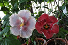 hibiscus Dragons Breath