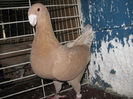 Femela 2010 G.
