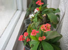 euphorbia milii
