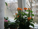 crossandra