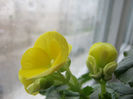 begonia pitica
