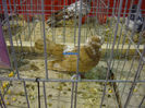 DSC08743