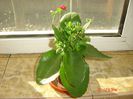 kalanchoe