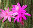 20071117-aporocactus