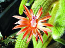 Aporocactus flagelliformis