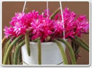 aporocactus
