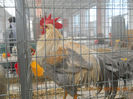 expozitie 2013 Sannicolau 009