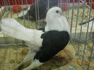 expozitie 2013 Sannicolau 066