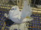 expozitie 2013 Sannicolau 068