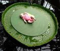 victoria-amazonica-lily-pad-giant-476x400_1