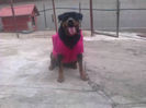 HERRA