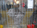 SDC12678