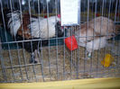 SDC12693