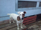 chester