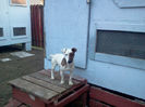 de vamzare Jack Russell Terrier