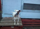 chester-