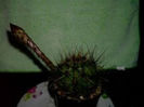 cactus echinopsis