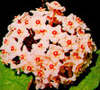 hoya_fungii