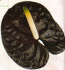 anthurium%20black%20queen