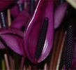 anthurium%20purple%20arcs