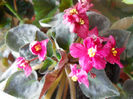 DSCN5337