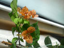 DSCN5334