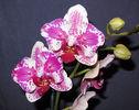 Phalaenopsis Pirate Prince peloric