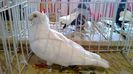 avans custi 1222