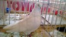 avans custi 1224