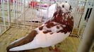 avans custi 1231