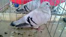 avans custi 1236
