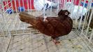 avans custi 1249